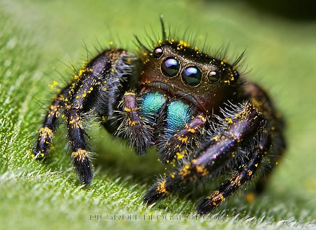 [spider11.jpg]