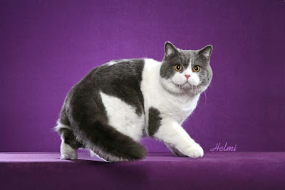 British Shorthair cat