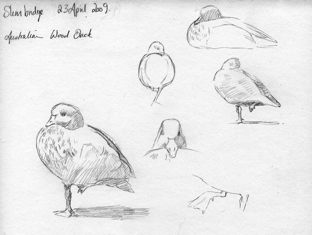 [Aus+wood+duck+sketches1.jpg]