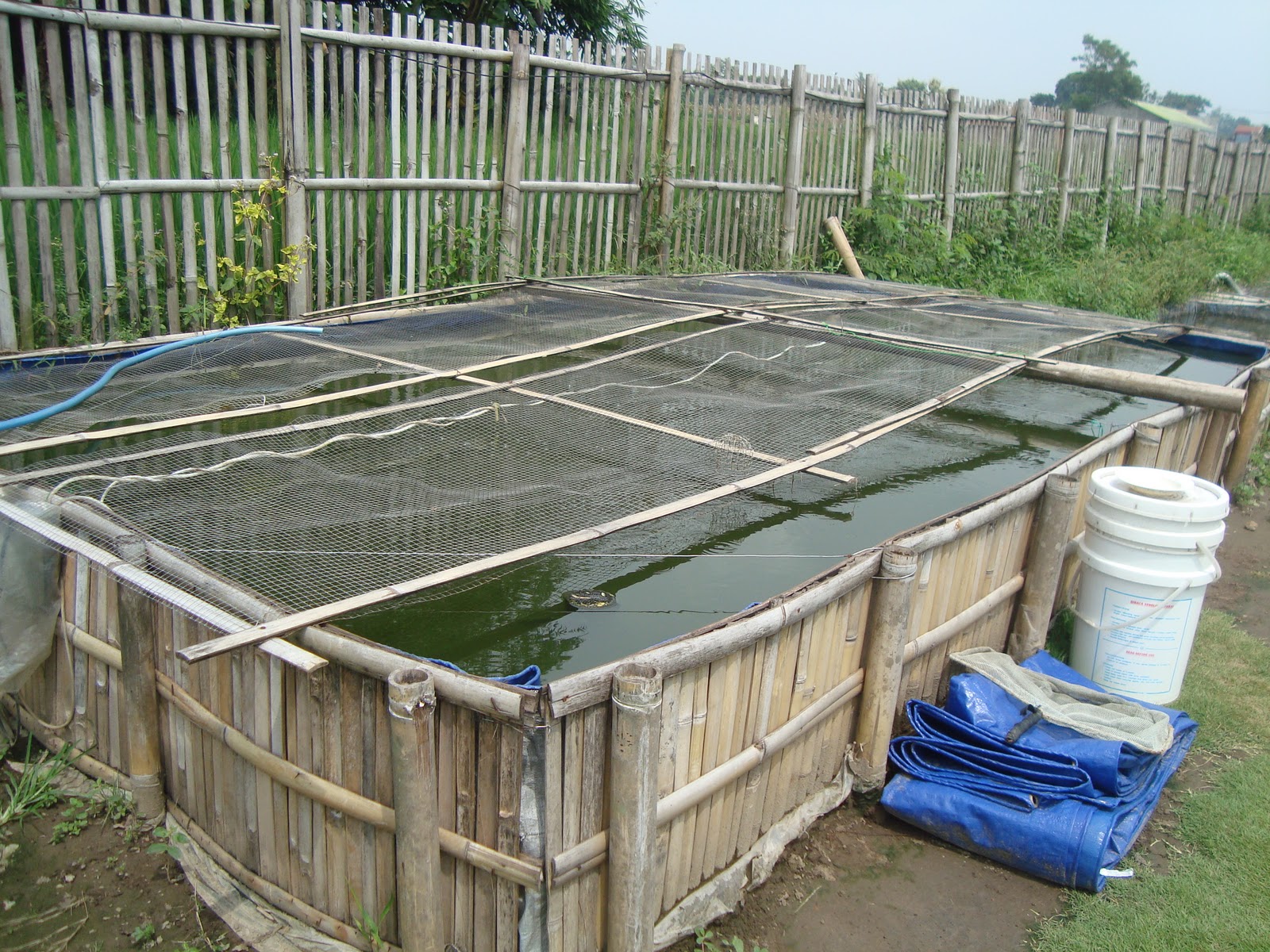 aquaculture to better life Pendederan lele  di kolam terpal 