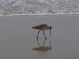 Marbled Godwit on the beach at Huntington Beach