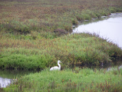 Bolsa Chica Ecological Reserve