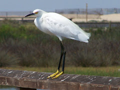 Snowy Egret on Bolsa Chica Bridge