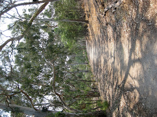 Melbourne Park Walk: Bushland Circuit Trail - Yarra Bend Park - Kew - Victoria