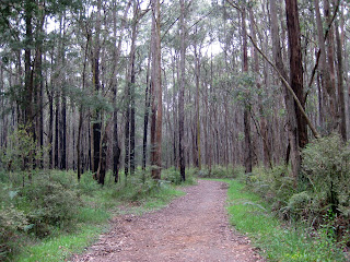 Olinda Creek (Short Circuit) - Dandenong Ranges National Park - Kalorama - Victoria Olinda Creek (Short Circuit) - Dandenong Ranges National Park - Kalorama - Victoria