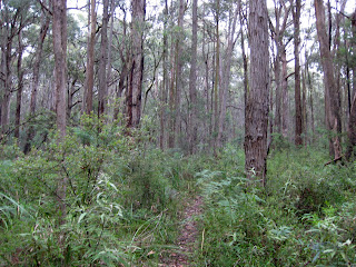 Olinda Creek (Short Circuit) - Dandenong Ranges National Park - Kalorama - Victoria Olinda Creek (Short Circuit) - Dandenong Ranges National Park - Kalorama - Victoria