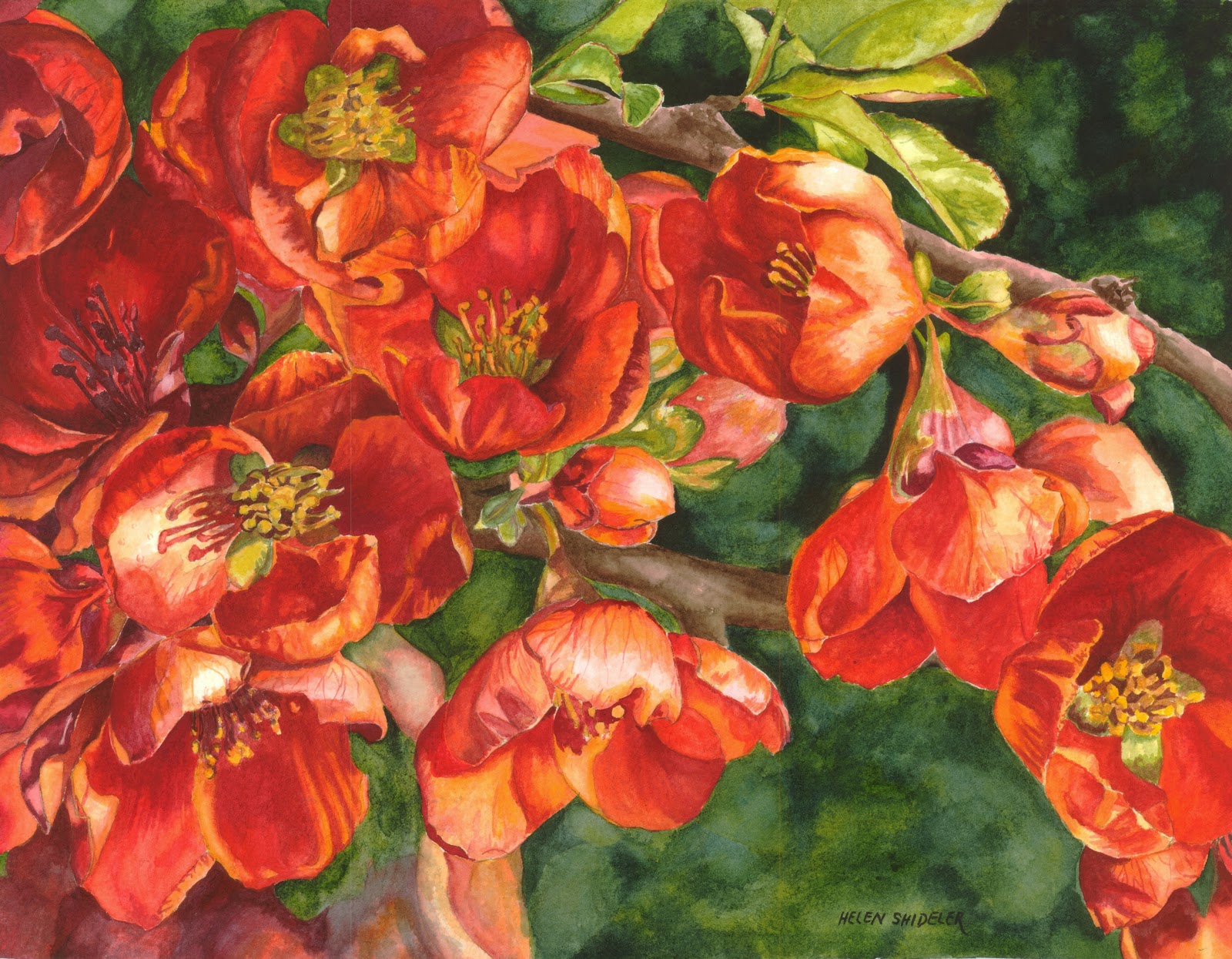 Colorful Life by Helen Shideler Watercolor painting of Japanese Quince