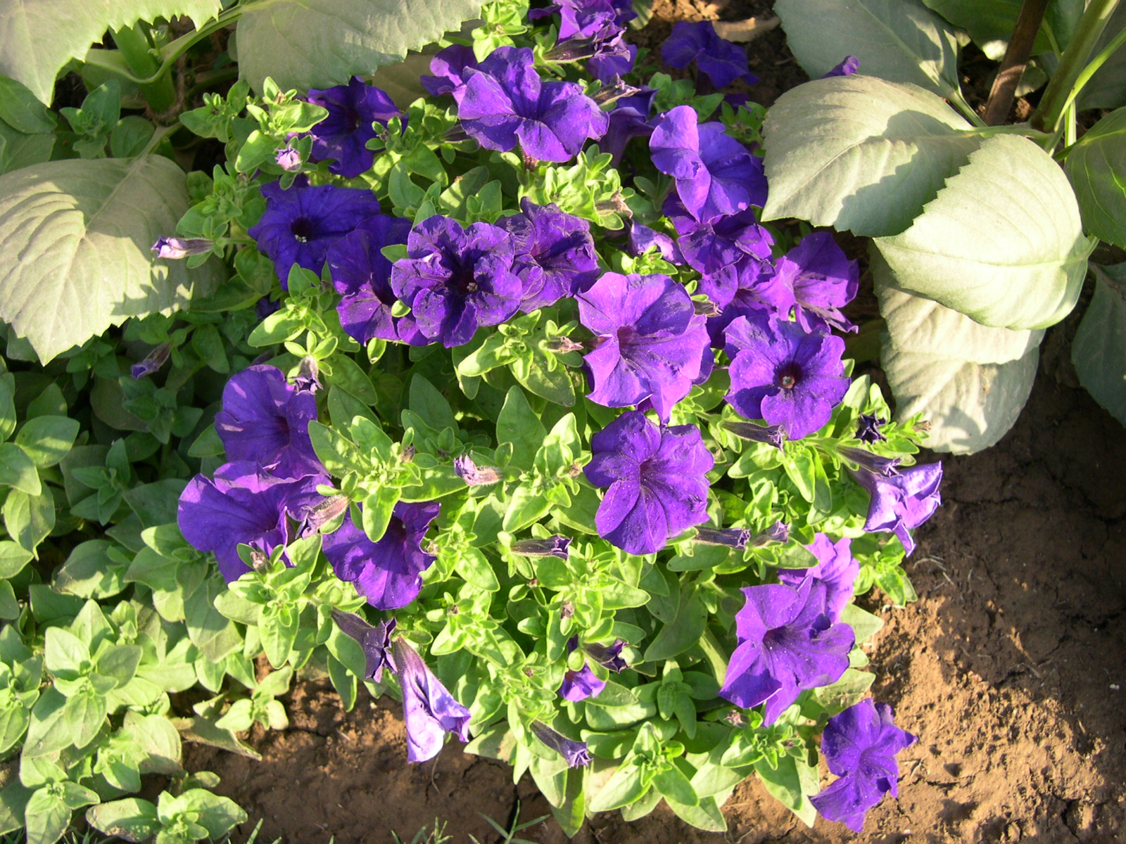 A Delhi Gardener's Blog Winter annuals season Again in Delhi