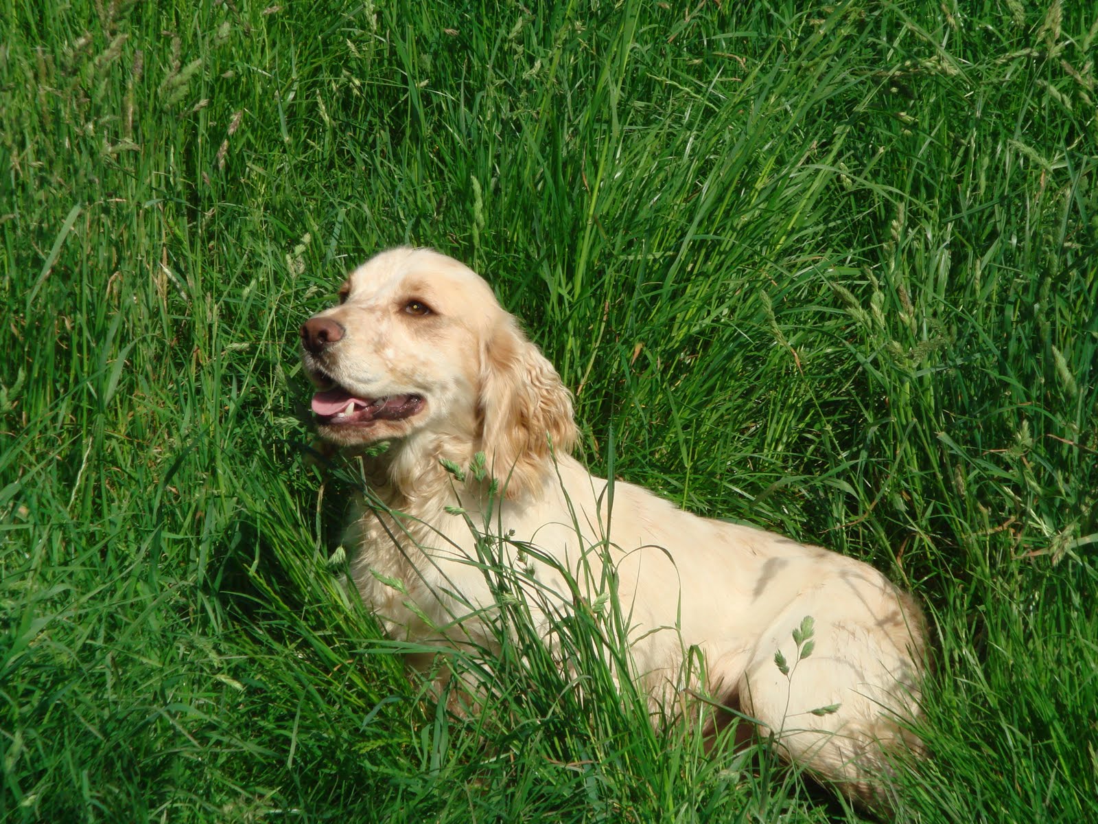 Cuckavalda Gundogs North Yorkshire our lemon roan cocker spaniel