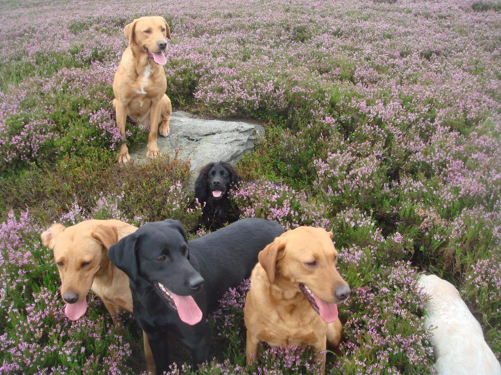 Cuckavalda Gundogs North Yorkshire First day at Dallowgill grouse