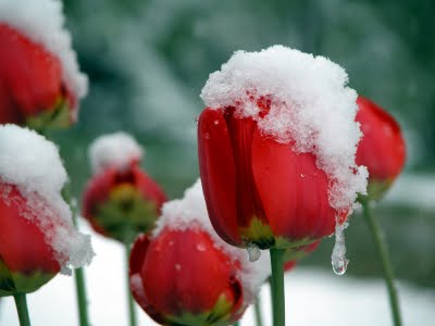 [tulip-snow.jpg]