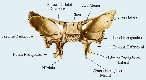 Biomedicina: Osteologia
