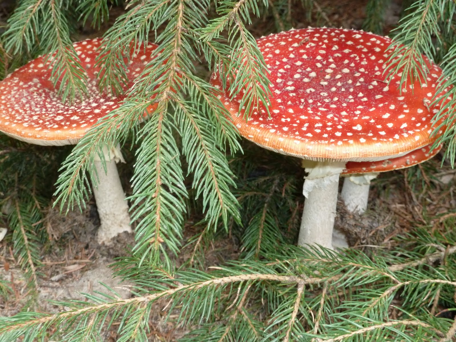 WO op een grote paddestoel, rood met witte stippen.