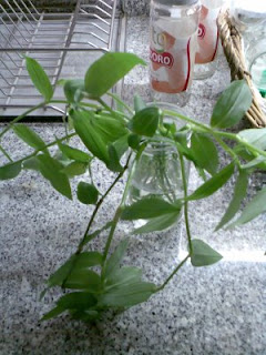 Plantas de interior - Tradescantia fluminensis