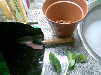Plantas de interior - Epipremnum aureum
