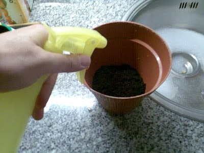 Plantas de interior - Epipremnum aureum