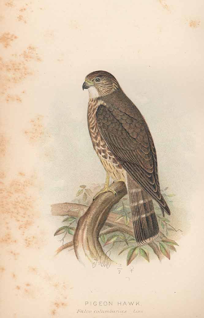 [pigeon_hawk-lo-res.jpg]