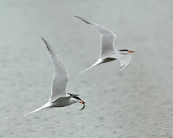 birds flocks leaders followers common