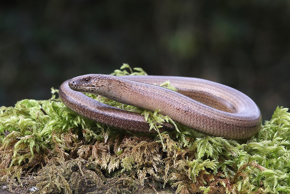 Gower Wildlife: April 2010