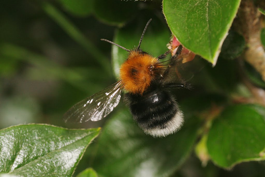 Gower Wildlife Tree Bumblebee now in Gorseinon