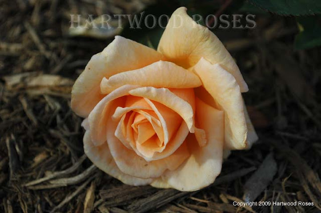 Hartwood Roses: Flowers on Friday