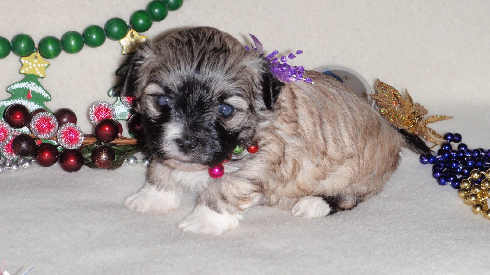SOUTHERN SILKY TERRIERS & HAVANESE Puppies For Sale in Alabama My