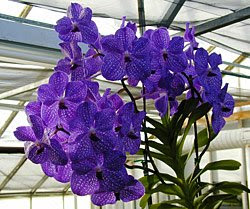 Orchidofilia: Vanda coerulea