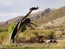 El desierto de Catamarca