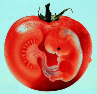 GMO+tomato.jpg