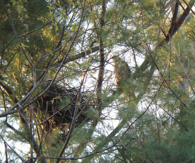 Birding North Central Massachusetts.....: Raptor Nests