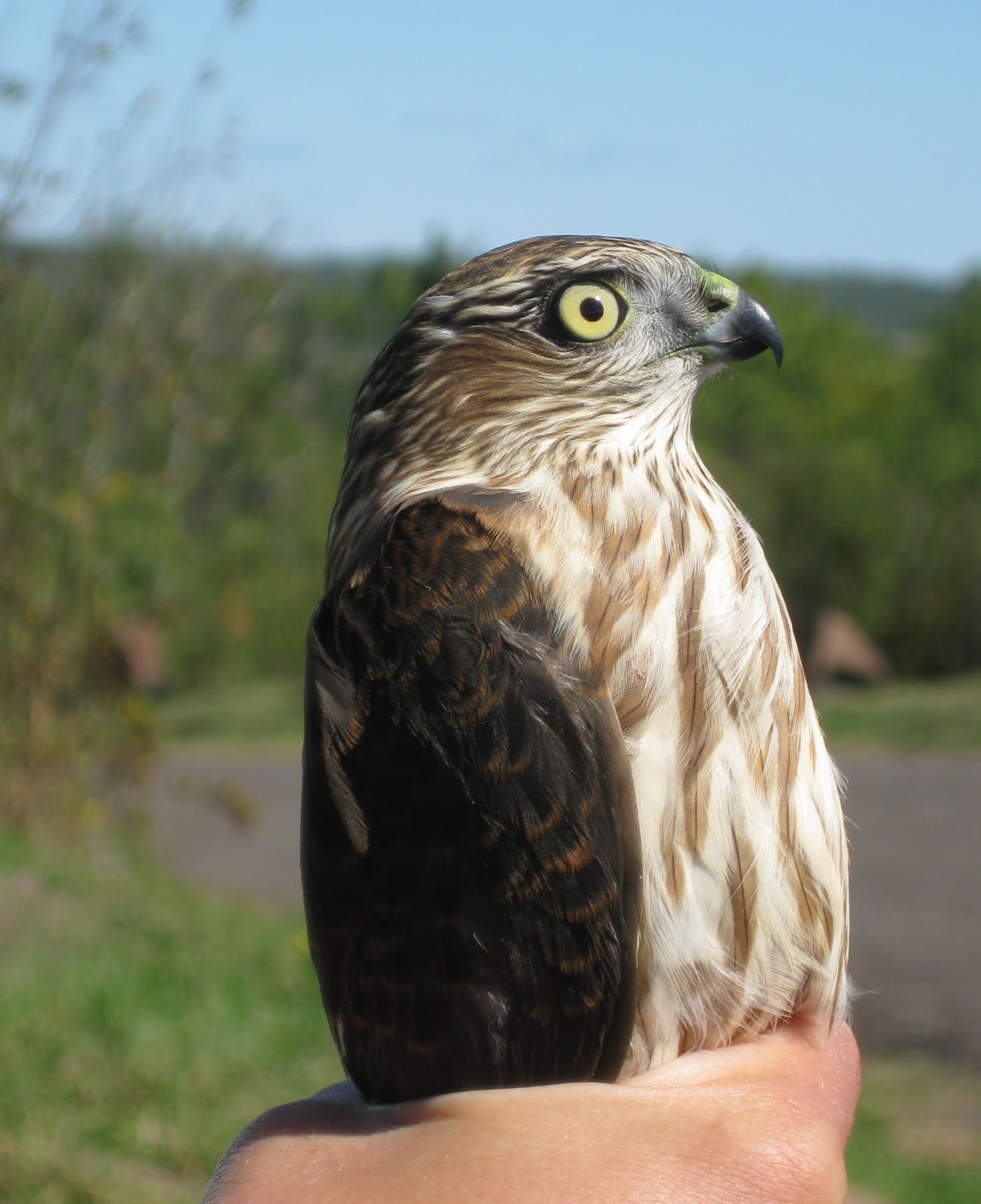 Phoenix Fire Falconry Hawk Ridge, Duluth, MN