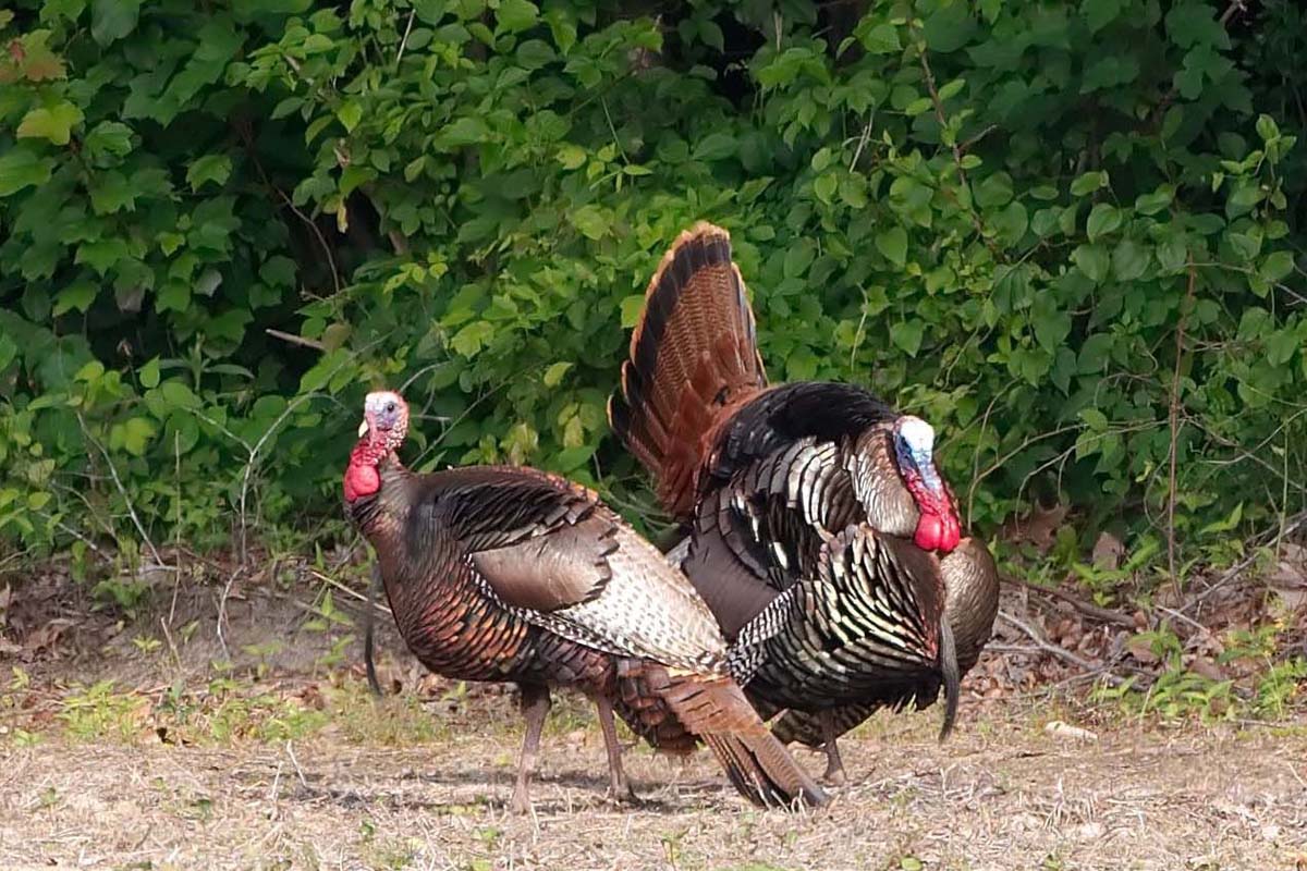 how much is a fifth of wild turkey
