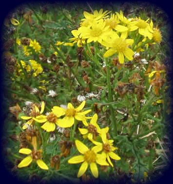 PLANTAS TOXICAS FLORDASALMASSenecio spp  Plantas Tóxicas24