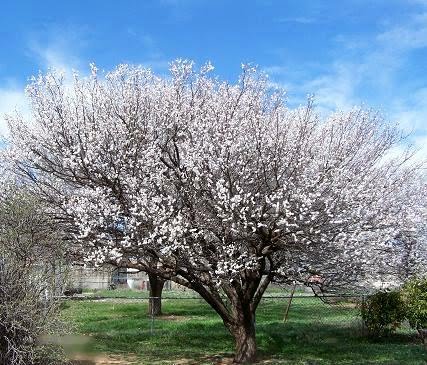 apricot albaricoquero prunus cerdeira armeniaca newschannel weather irresponsabilidade ilimitada