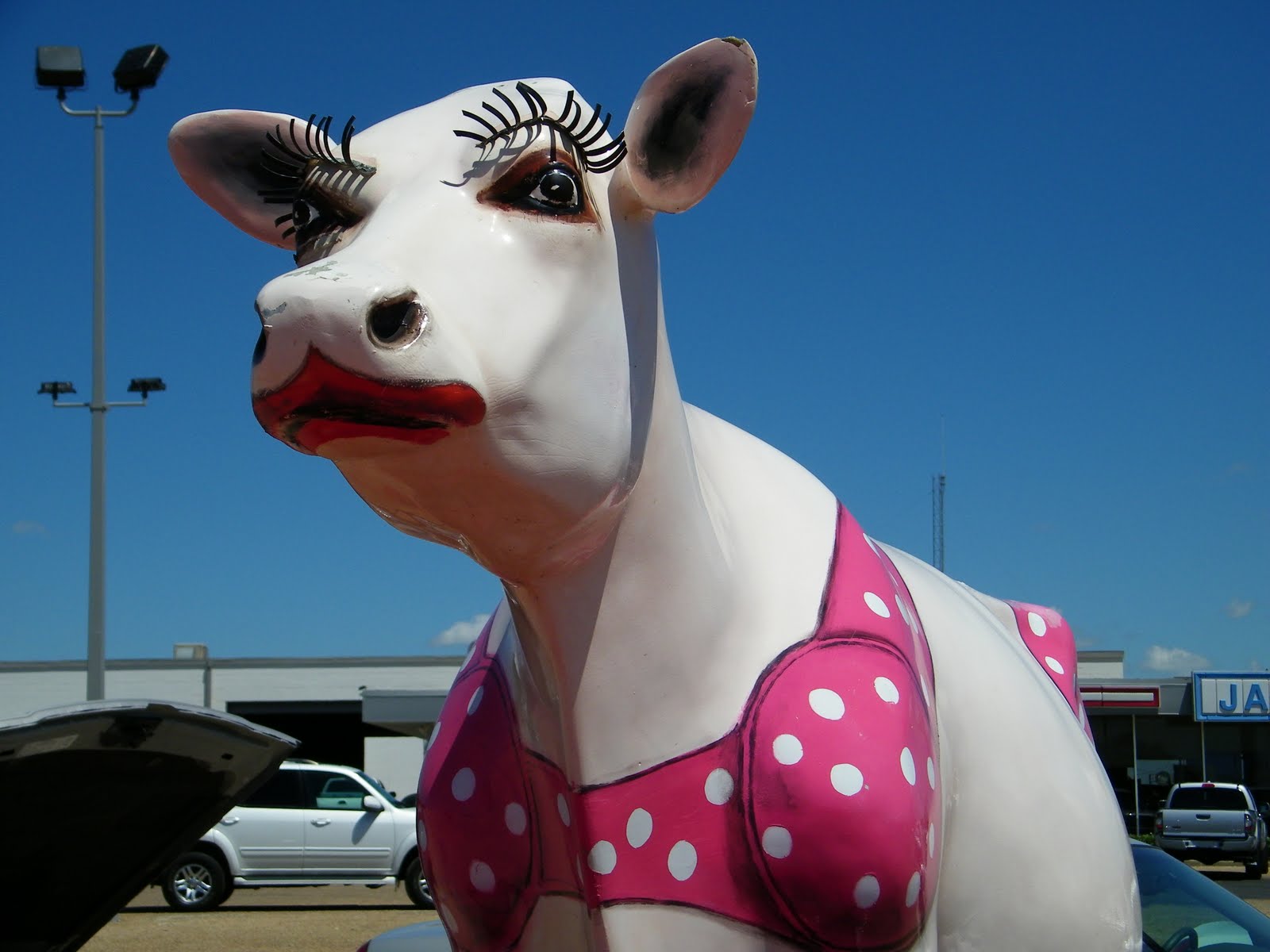 cow in swimsuit