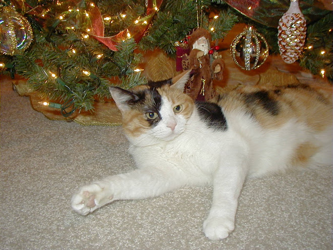 Our Cats