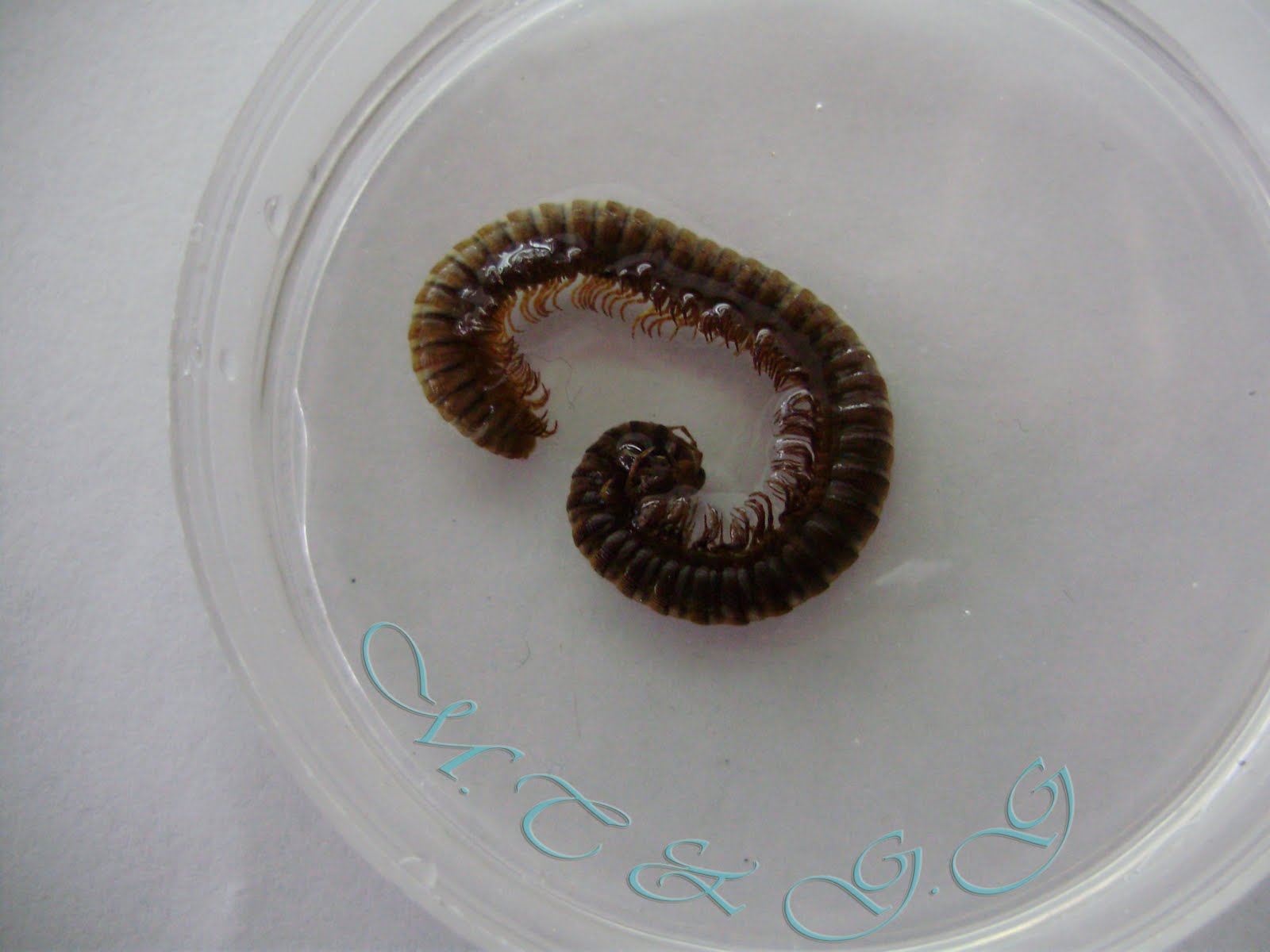 ANADOLU BİYOLOJİ: Arthropoda Lab. Fotoğrafları / Julus terrestris