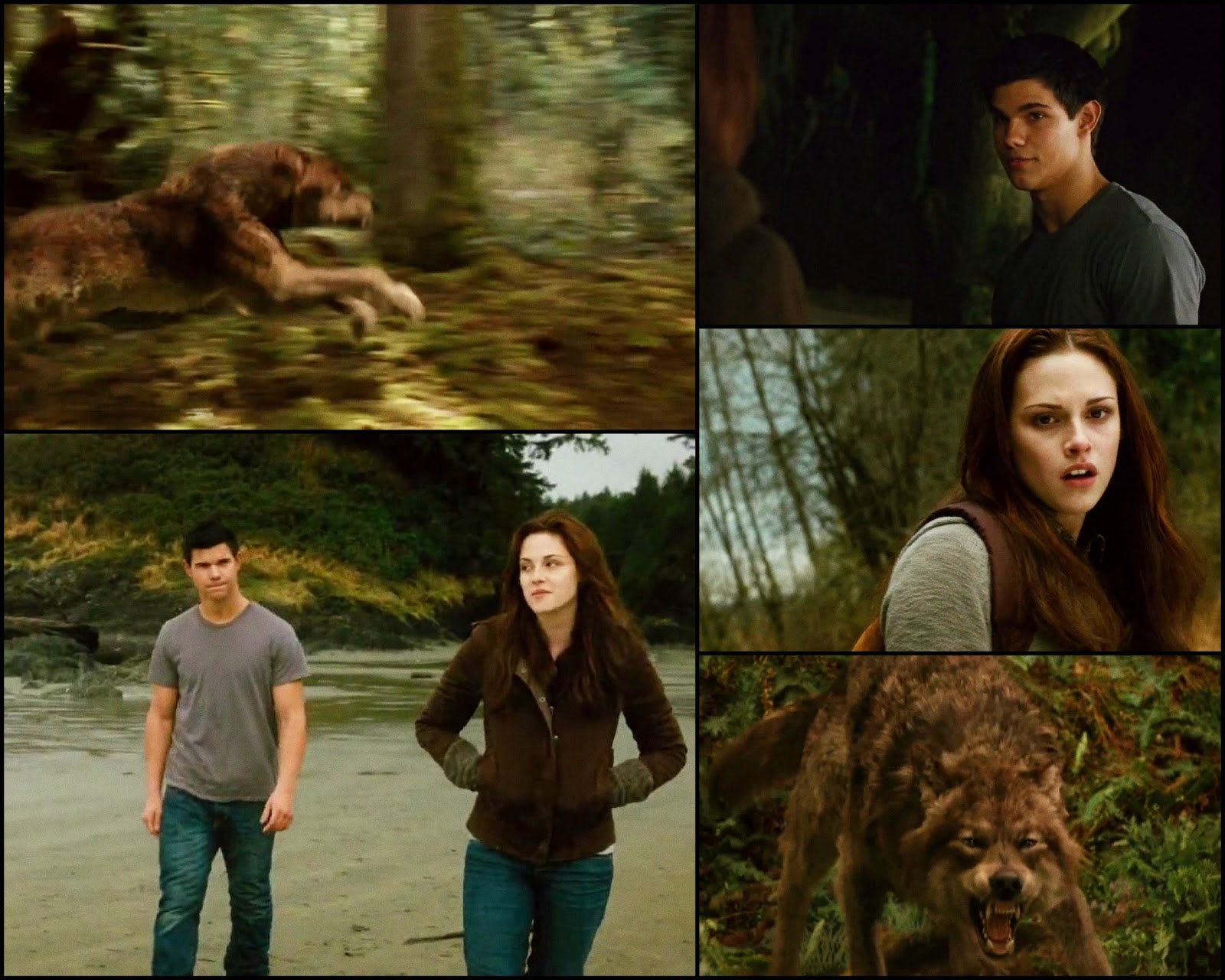 волк запечатлен что это. волк северной америки. ренесми и джейкоб из сумерек. сумерки джейкоб сага рассвет 2. волк призрак.