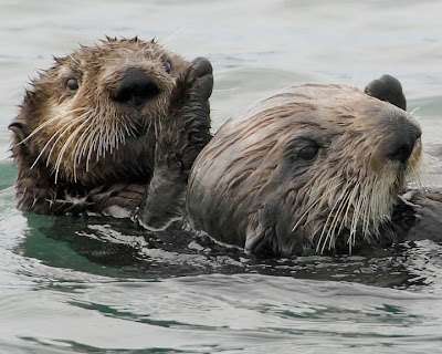 Ecobirder: Watery Wednesday: Sea Otter