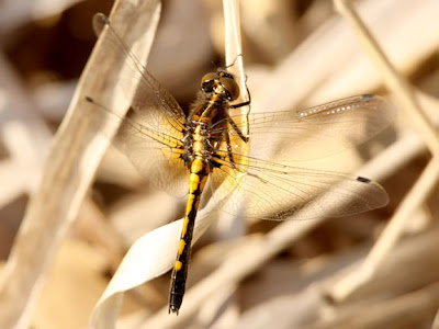 Dot-tailed whiteface dragonfly