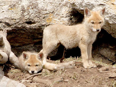 coyote pups