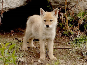 Ecobirder: Camera Critters: Coyote Pups