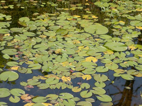 Ecobirder: A Look Below the Surface of the Water Lily