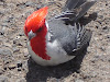 Cardinal