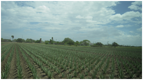 plantatie bio Aloe Vera - Barbadensis Miller