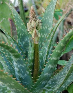 Será Inconcebible Muy lejos Terra Nostra: ALOE SAPONARIA - Aloe maculata