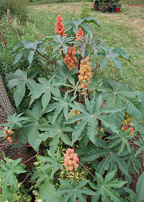 Castor bean, Ricinus communis