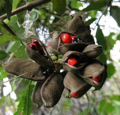 Rosary pea, Abrus precatorius