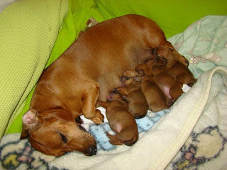 Filhotes de cachorro basset cofap Clearance