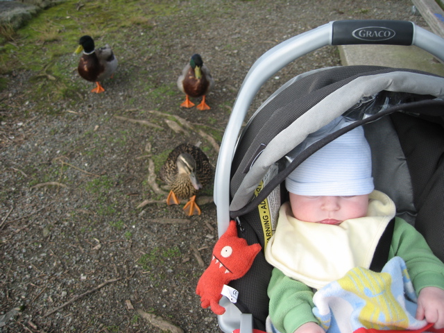[duck1.jpg]